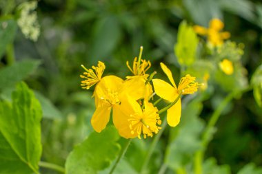 Güzel sarı kır çiçekleri ve çimenler