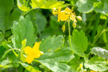Güzel sarı kır çiçekleri ve çimenler