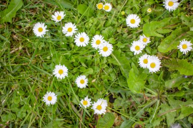 Güzel kır çiçekleri ve çimenler