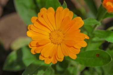 Bahçedeki güzel sarı çiçekler