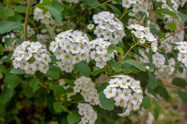 美しい白い野の花と草 — ストック写真