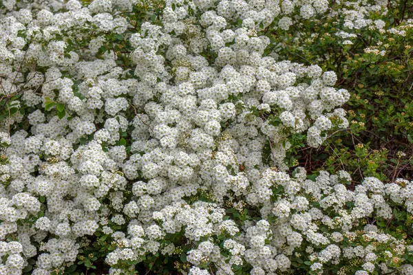 Красивые Белые Полевые Цветы Трава — стоковое фото