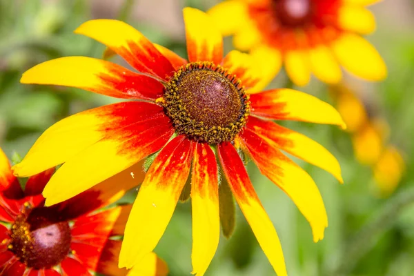 Hermosas Flores Amarillas Jardín — Foto de Stock