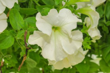 Şehirdeki parkta güzel kokulu çiçekler.