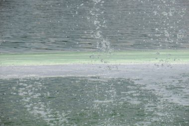 Parkın yakınındaki bir gölde çiçek açan su ve ekolojik bir felaket.