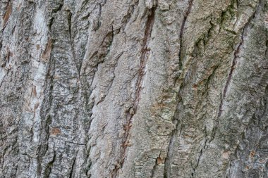 Parktaki yaşlı bir ağacın kabuk dokusu.