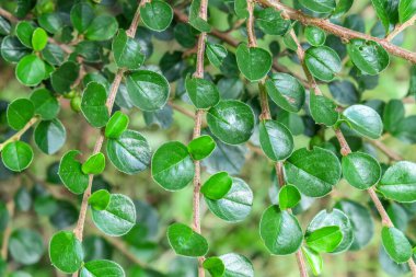 Parkta böğürtlenli yeşil süs çalısı