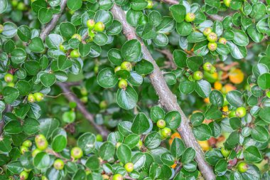 Parkta böğürtlenli yeşil süs çalısı