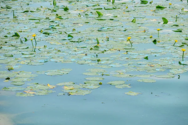 Bloeiend Water Een Vijver Bij Het Park Een Ecologische Catastrofe — Stockfoto