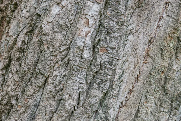 Textura Casca Uma Árvore Velha Parque — Fotografia de Stock