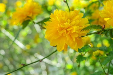 Güzel sarı kır çiçekleri ve çimenler