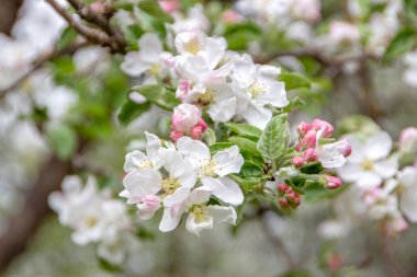 Ağaçtaki güzel beyaz elma ağacı