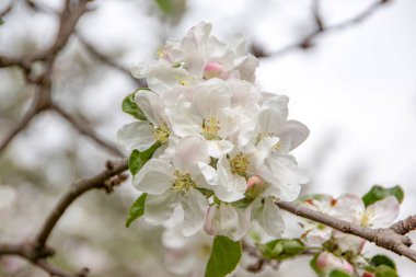 Ağaçtaki güzel beyaz elma ağacı