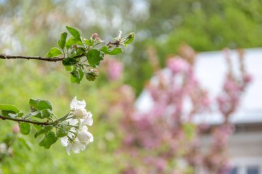 Ağaçtaki güzel beyaz elma ağacı