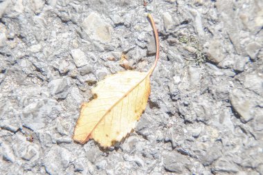 Kuru, sararmış ağaç yaprakları.