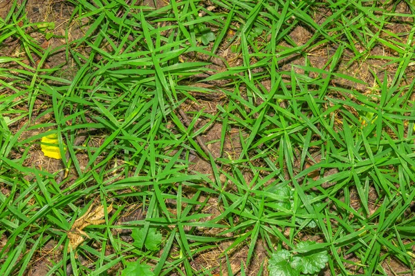 地面に森の中の緑の草の芽 — ストック写真