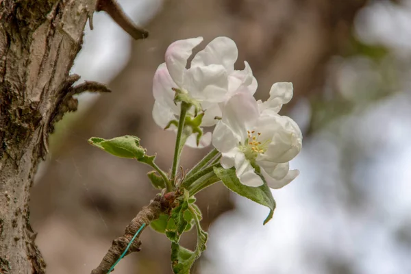 Krásné Bílé Jabloně Stromě — Stock fotografie