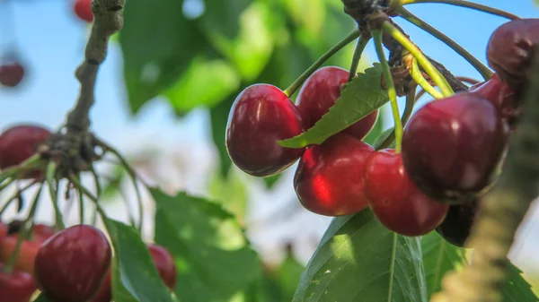 从花园里的树上采来的鲜红可口的樱桃 — 图库照片