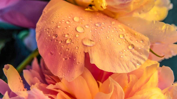 Çiyli Güzel Beyaz Şakayık Çiçekleri — Stok fotoğraf