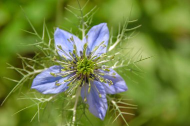 Bahçedeki güzel mavi çiçek.