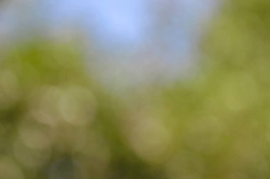 Güneş ışığı ve yeşil yaprakların odak noktasını kaybediyor.