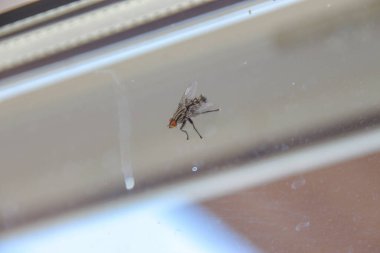 Pencere camında siyah sinek