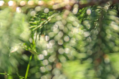 Bahçedeki güneş ışınlarının renk bozulması.