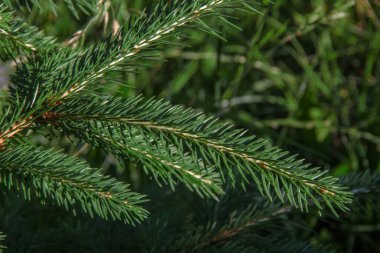 Bahçedeki bir Noel ağacının yeşil dalları