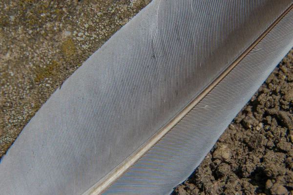 Close Shot Gray Bird Feathers — Stock Photo, Image