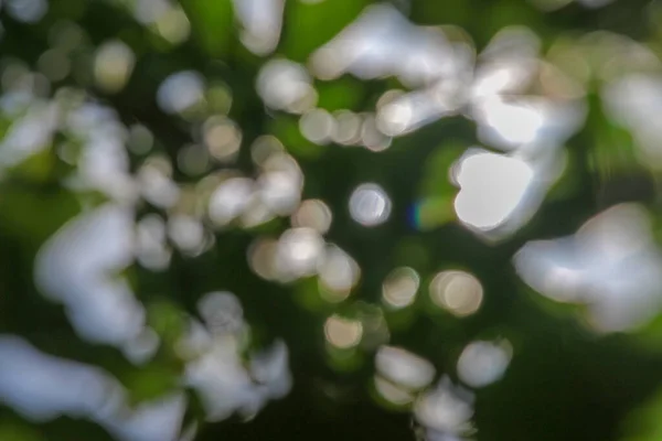 Defokussierung Von Sonnenlicht Und Grünen Blättern — Stockfoto