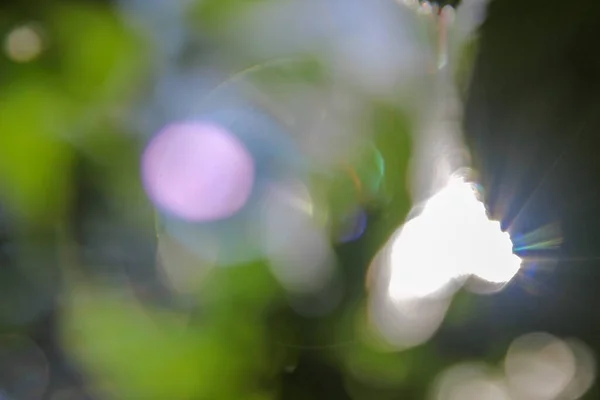 Desenfoque Luz Del Sol Las Hojas Verdes — Foto de Stock