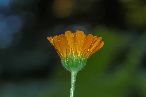 Beautiful Yellow Flower Dew Garden — Stock Photo, Image