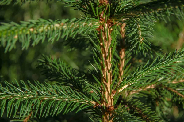 Zelené Větve Vánočního Stromku Zahradě — Stock fotografie
