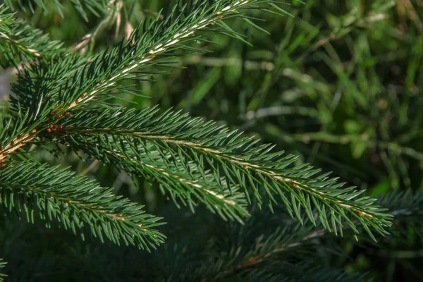 Zelené Větve Vánočního Stromku Zahradě — Stock fotografie