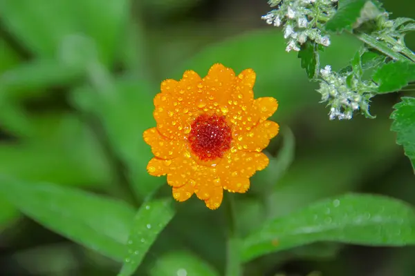 Hermosa Flor Amarilla Con Rocío Jardín —  Fotos de Stock
