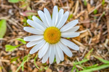 Beyaz sarı papatya çiçeği tarlada