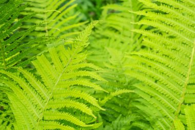 Bahçede güzel yeşil yapraklar