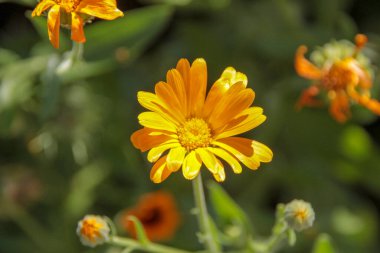 Bahçedeki güzel sarı çiçeğin yakın çekimi.