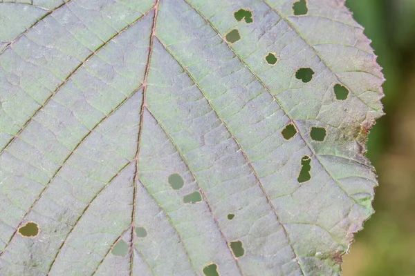 Бургундские Зеленые Листья Орешника Саду — стоковое фото