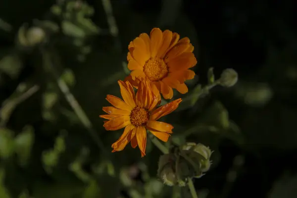 Nahaufnahme Einer Schönen Gelben Blume Garten — Stockfoto