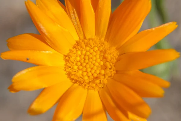 Close Tiro Uma Bela Flor Amarela Jardim — Fotografia de Stock