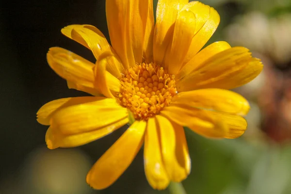 Крупним Планом Знімок Красивої Жовтої Квітки Саду — стокове фото