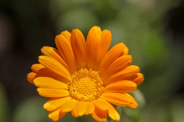 Close Shot Beautiful Yellow Flower Garden — Stock Photo, Image