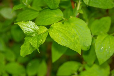 Baharda bahçede güzel yeşil bitkiler