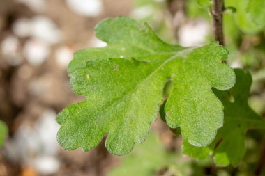 Baharda bahçede güzel yeşil bitkiler