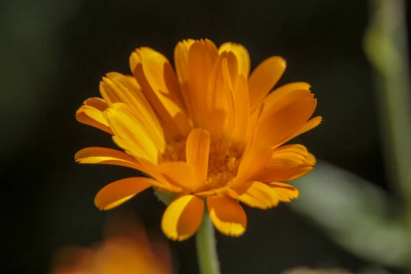 Primo Piano Bel Fiore Giallo Giardino — Foto Stock