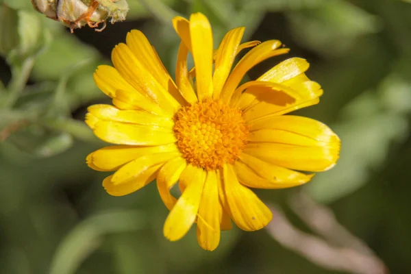 Primer Plano Una Hermosa Flor Amarilla Jardín —  Fotos de Stock