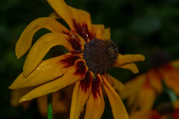 Primer Plano Una Hermosa Flor Amarilla Jardín — Foto de Stock