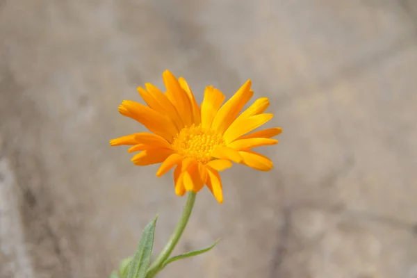 Primer Plano Una Hermosa Flor Amarilla Jardín — Foto de Stock
