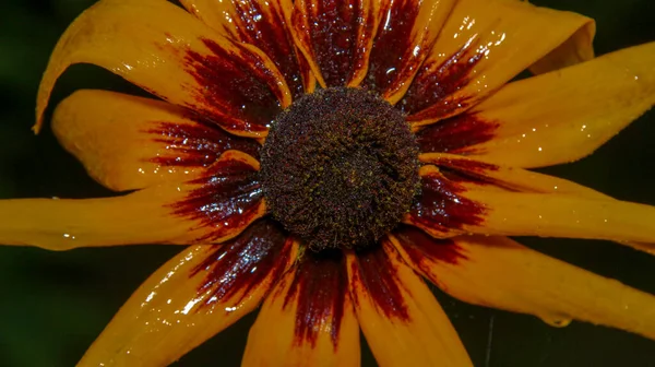 Nahaufnahme Einer Schönen Gelben Blume Garten — Stockfoto